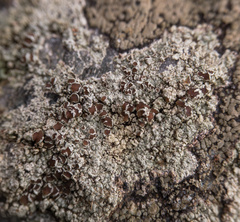 Lecanora cinereofusca