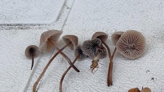 Panaeolus foenisecii