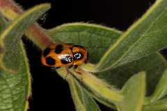 Cryptocephalus decemnotatus