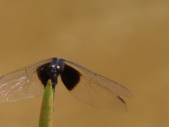 Erythrodiplax latimaculata