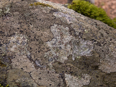 Lecanora cinereofusca