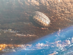 Chiton barnesii