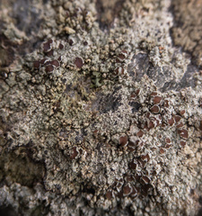 Lecanora cinereofusca