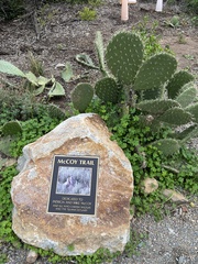 Opuntia littoralis