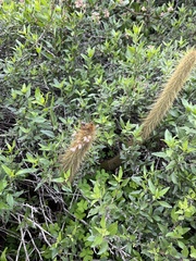 Bergerocactus emoryi