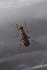 Cantharis decipiens
