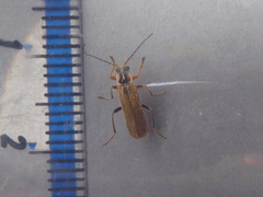 Cantharis decipiens