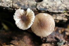 Pluteus phlebophorus