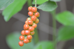 Citharexylum berlandieri