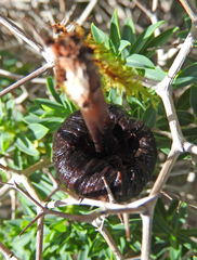 Plectania rhytidia