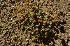 Pozoa coriacea