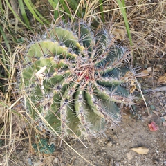Ferocactus townsendianus