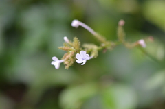 Plumbago zeylanica