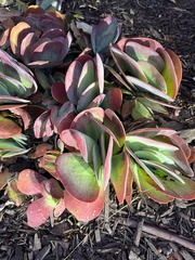 Kalanchoe luciae
