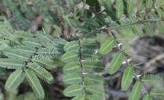 Mimosa asperata