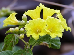Cordia lutea