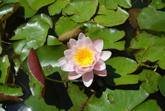 Nymphaea