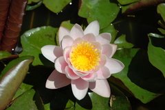 Nymphaea