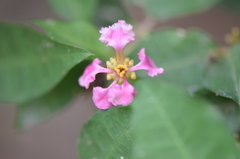 Malpighia glabra
