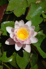 Nymphaea