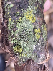 Hyperphyscia syncolla