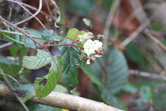 Rubus