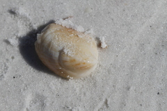 Crepidula fornicata