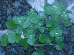 Veronica hederifolia