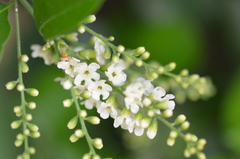 Citharexylum berlandieri