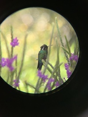 Lampornis