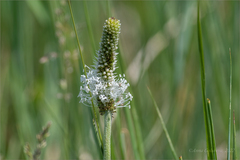 Plantago urvillei