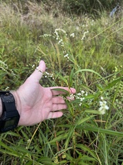 Persicaria punctata