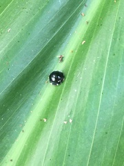 Chilocorus nigritus