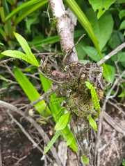 Microgramma lycopodioides