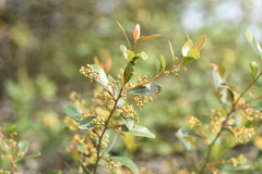 Anacardiaceae