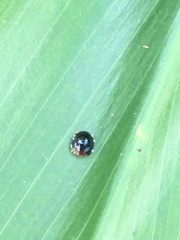 Chilocorus nigritus