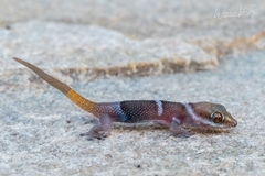 Pachydactylus mclachlani