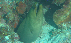 Gymnothorax funebris