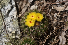 Parodia mammulosa