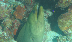 Gymnothorax funebris