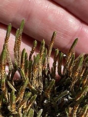 Selaginella arenicola