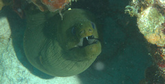 Gymnothorax funebris