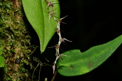 Pleurothallis tomtroutmanii