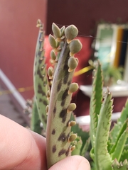 Kalanchoe × houghtonii