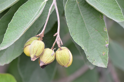 Cordia boissieri