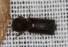 Bostrichidae