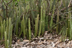 Pleopeltis lepidopteris