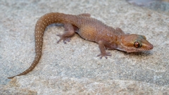 Pachydactylus mclachlani