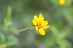 Wedelia hispida