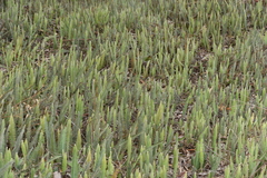 Pleopeltis lepidopteris